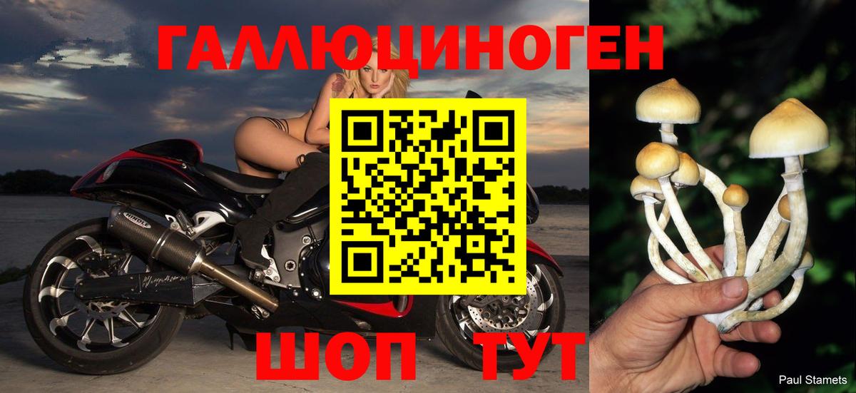 Галлюциногенные грибы Psilocybine cubensis  Вход с VPN  Галлюциногенные грибы мицелий  Белорецк 